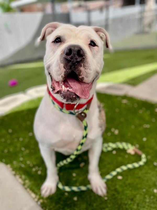 Torta, a Adoptable mixed breed in Salt Lake City, UT image 3/6