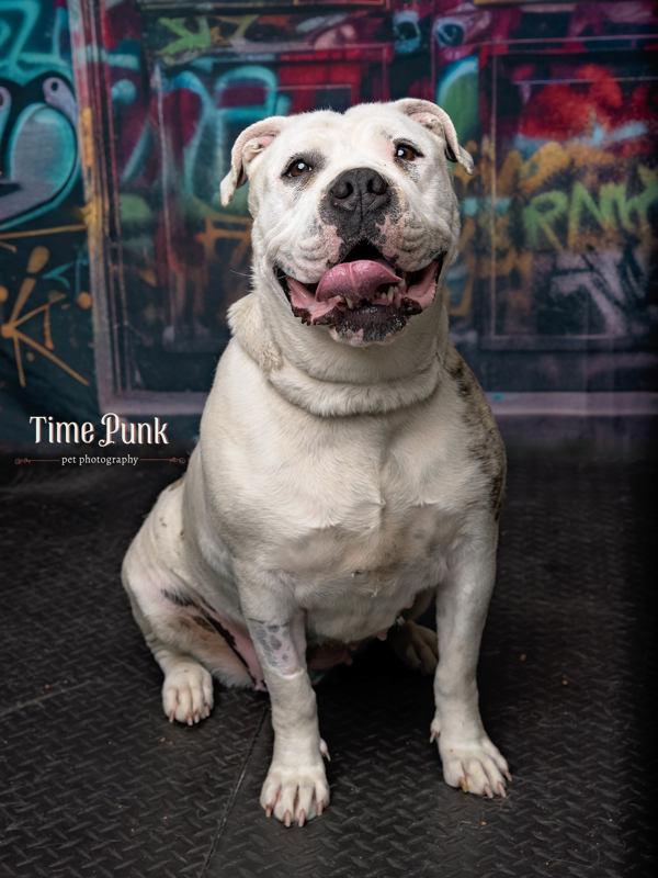 Torta, a Adoptable mixed breed in Salt Lake City, UT image 4/6