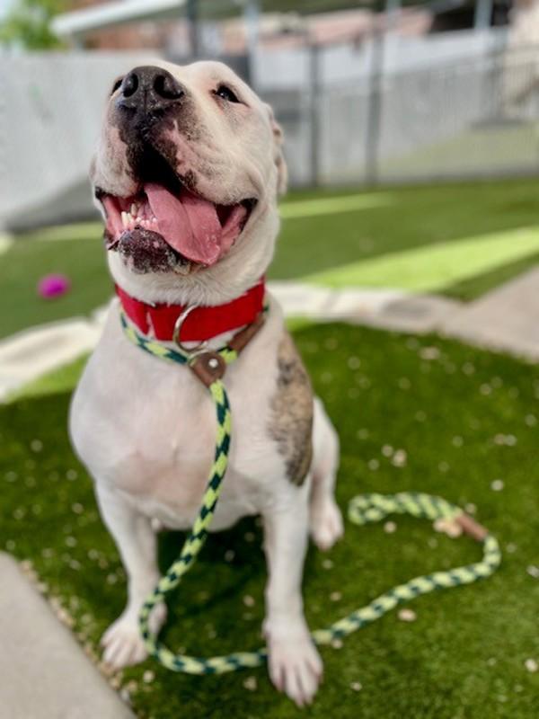 Torta, a Adoptable mixed breed in Salt Lake City, UT image 5/6