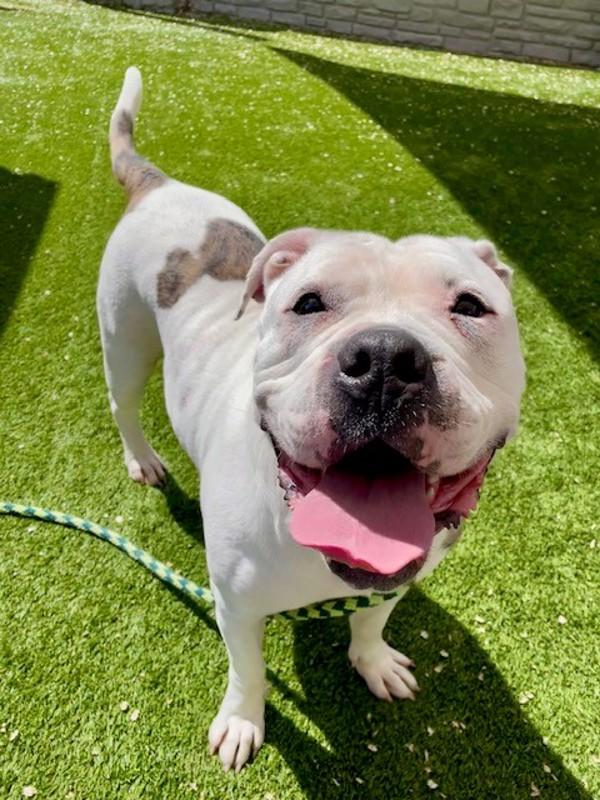 Torta, a Adoptable mixed breed in Salt Lake City, UT image 6/6