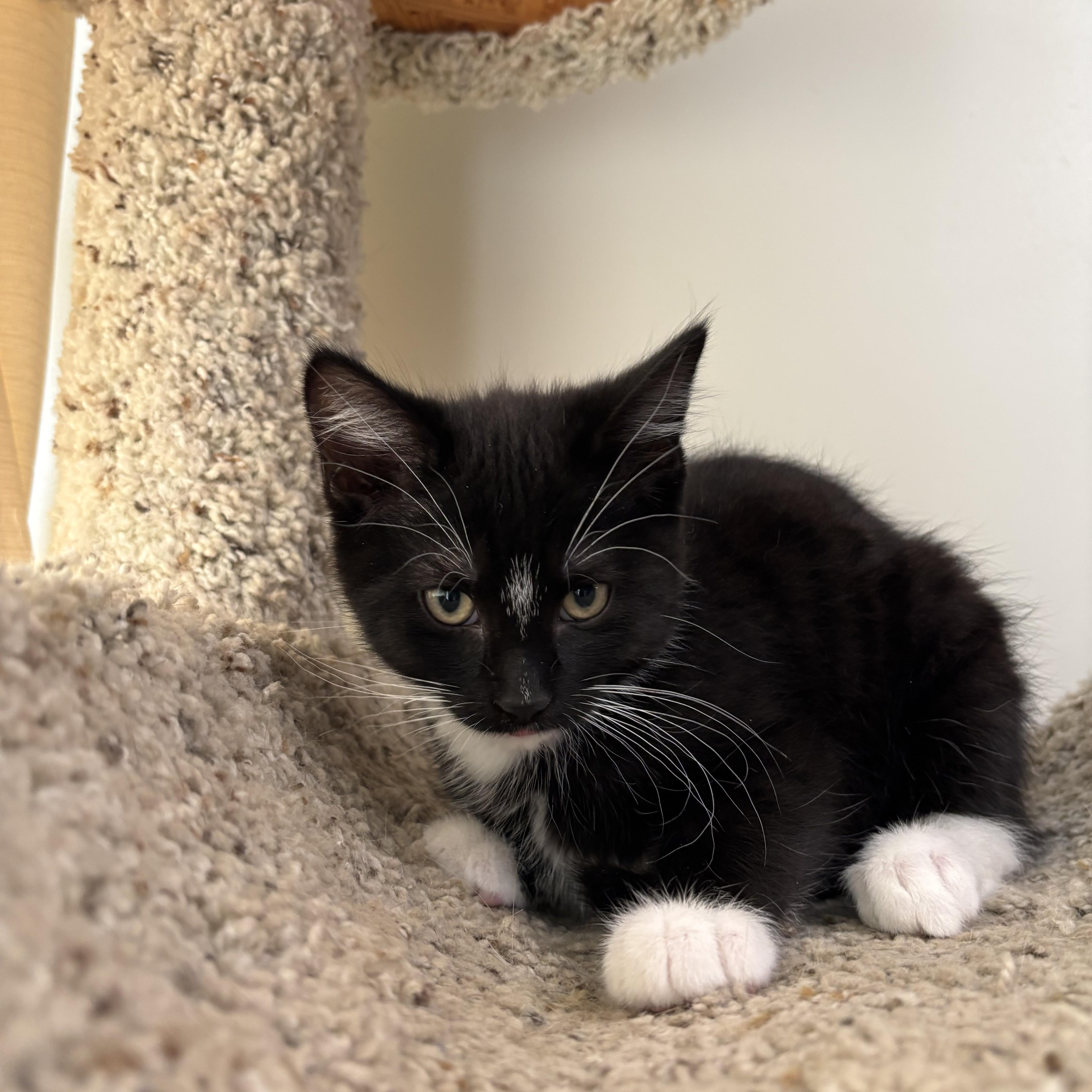 Pringle, adopted, Kitten Male Tuxedo.