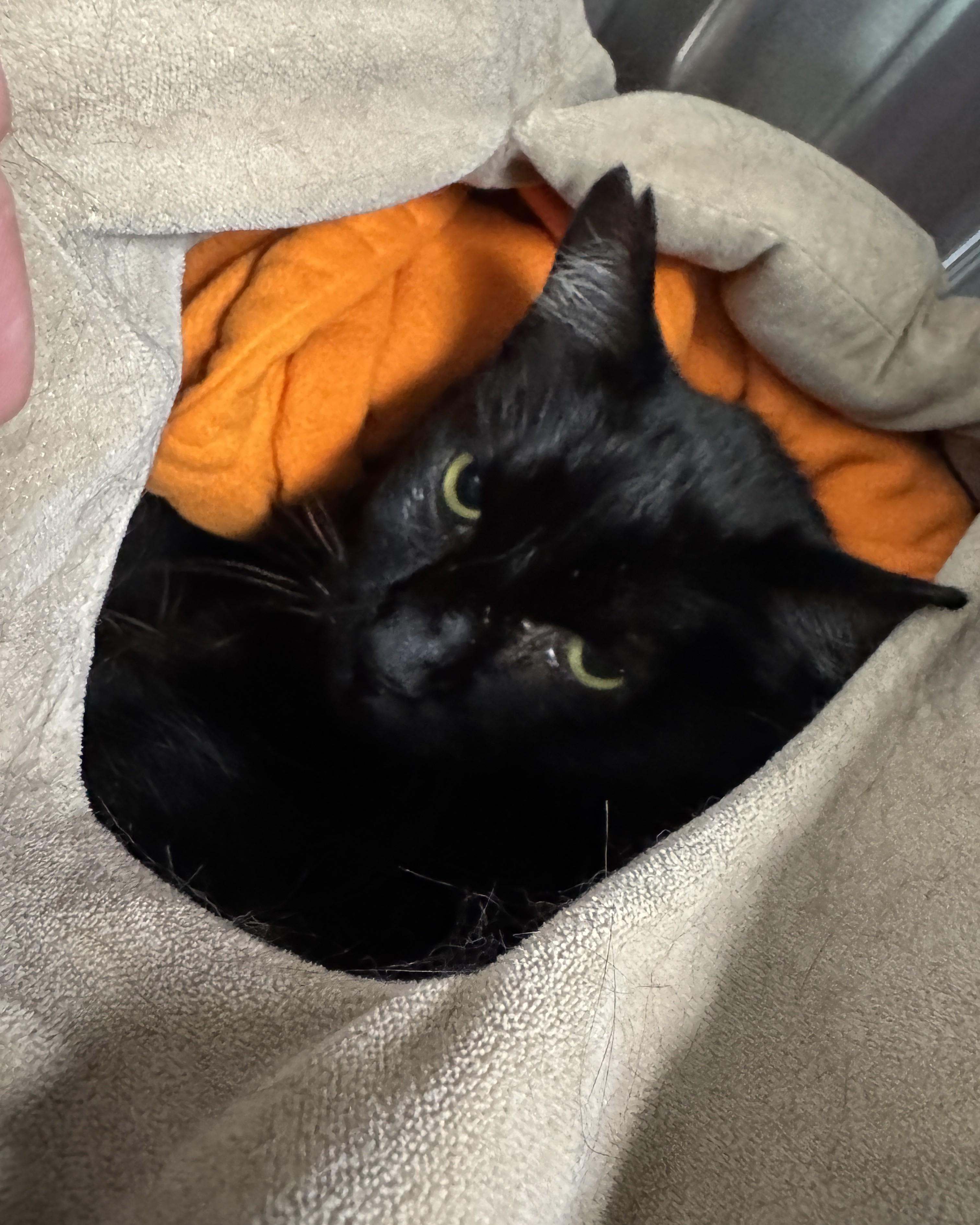 Blackjack, Adoptable, Adult Male Domestic Short Hair.