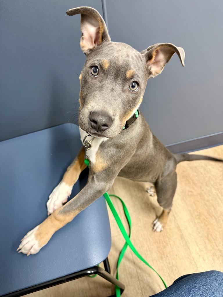 Enlarge Duncan, a Adoptable mixed breed in Rochester, NY image 1/5