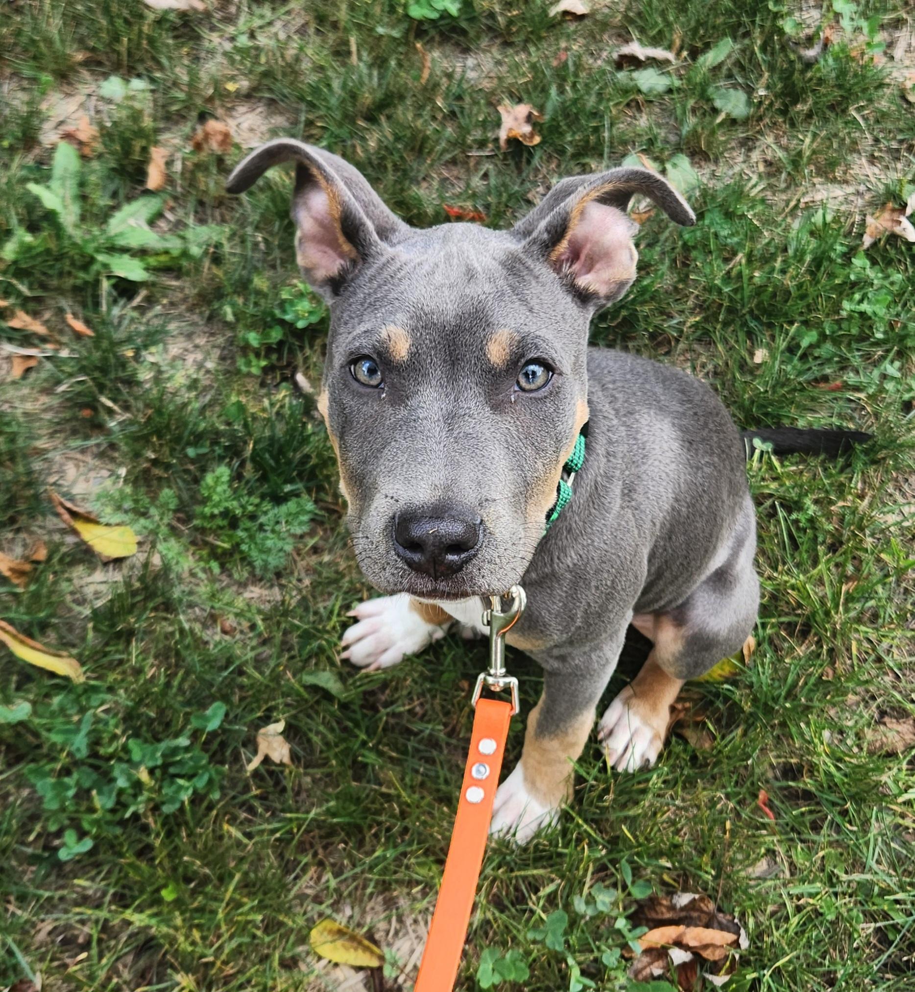 Enlarge Duncan, a Adoptable mixed breed in Rochester, NY image 2/5
