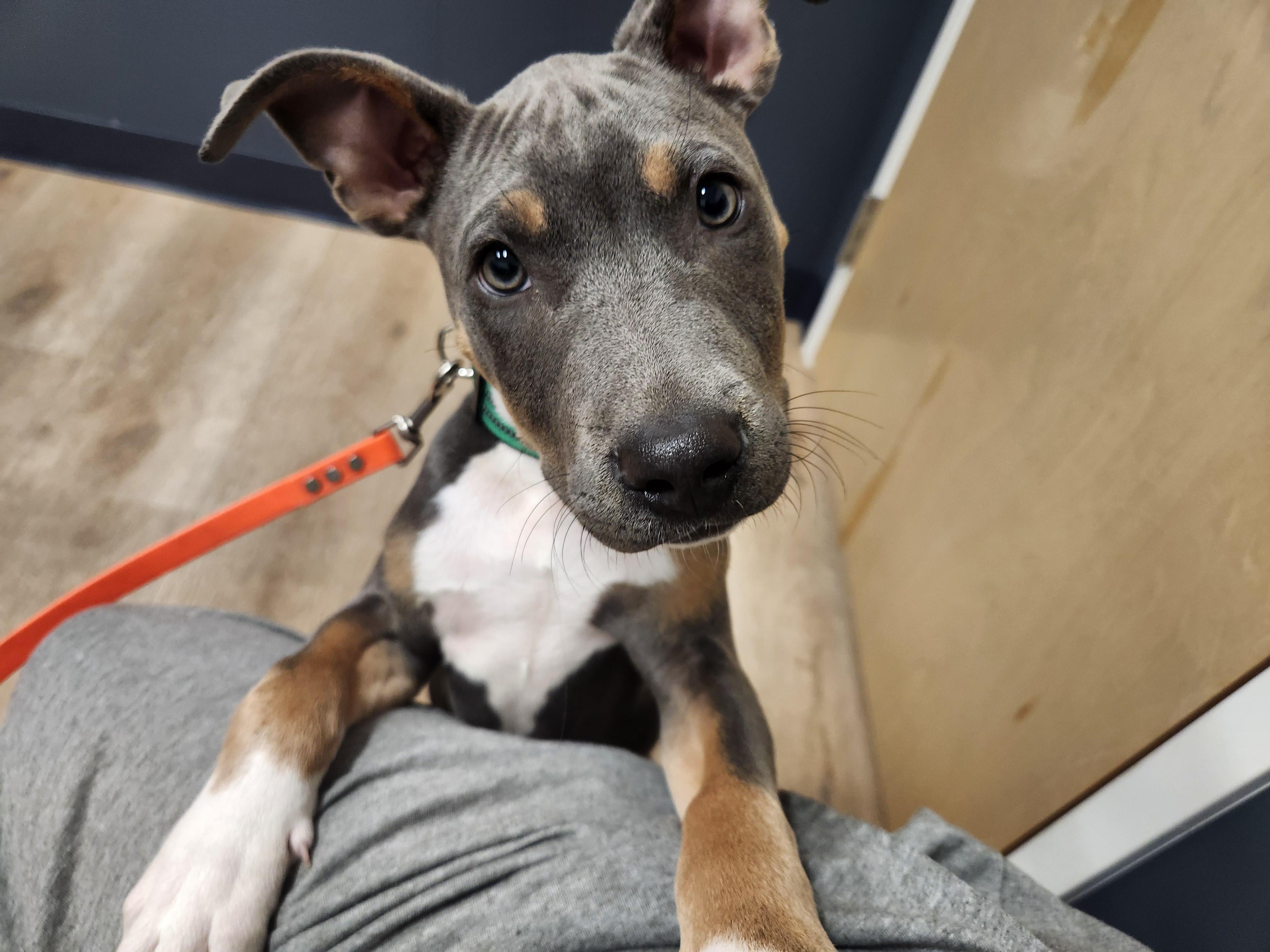 Duncan, adopted, Young Male Mixed Breed.