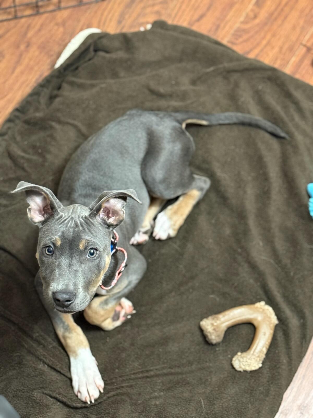 Enlarge Duncan, a Adoptable mixed breed in Rochester, NY image 4/5