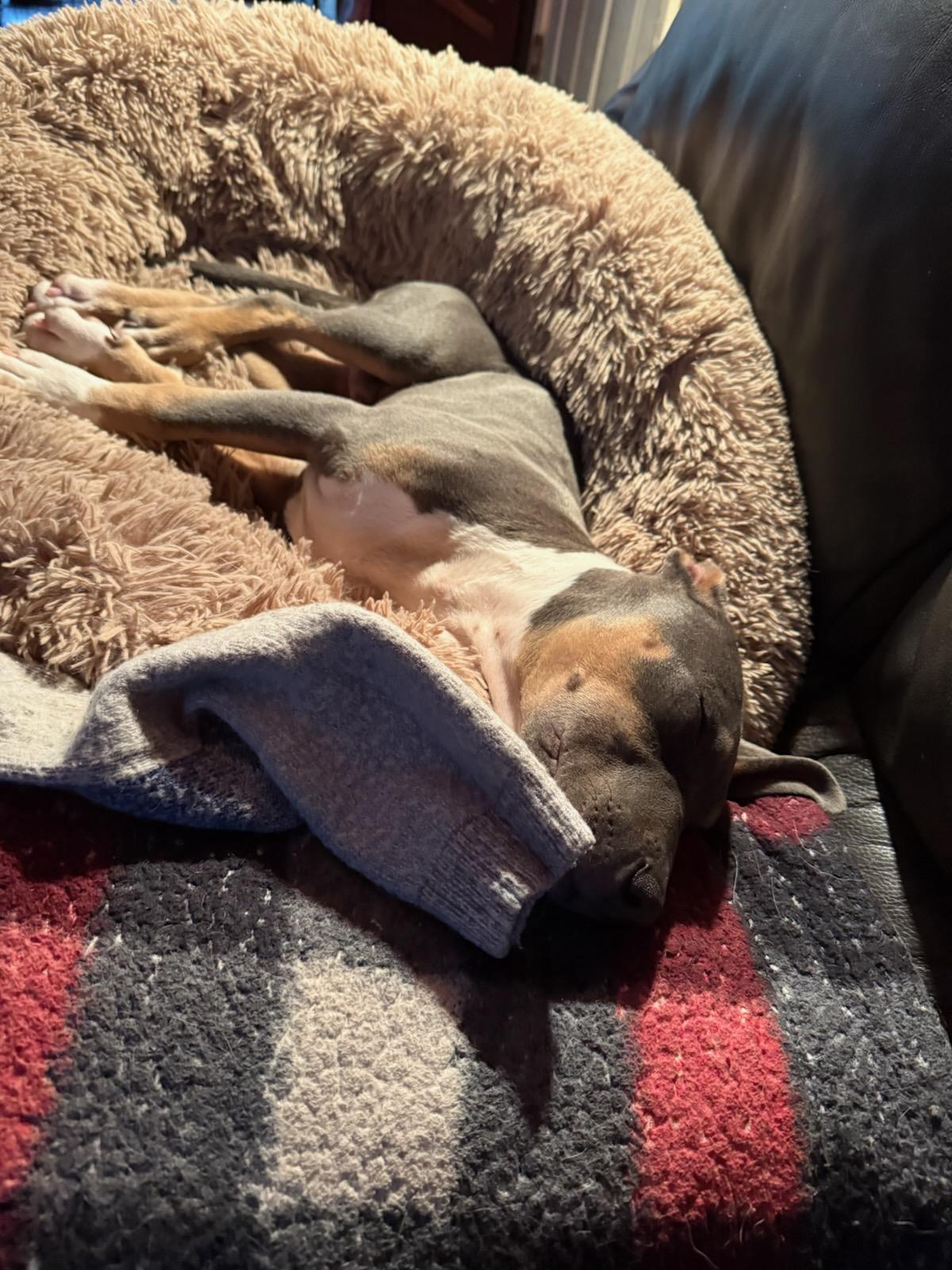 Enlarge Duncan, a Adoptable mixed breed in Rochester, NY image 5/5