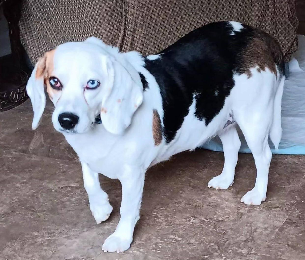 Enlarge Cora, a ADOPTABLE mixed breed in North Olmsted, OH image 2/3