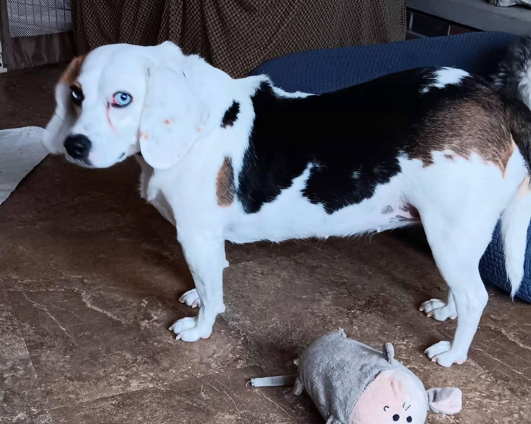 Enlarge Cora, a ADOPTABLE mixed breed in North Olmsted, OH image 3/3