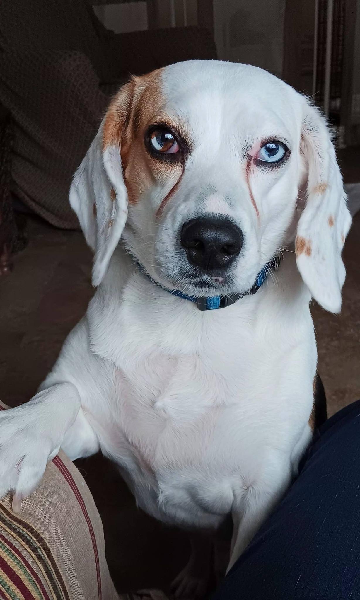 Enlarge Cora, a ADOPTABLE mixed breed in North Olmsted, OH image 1/3