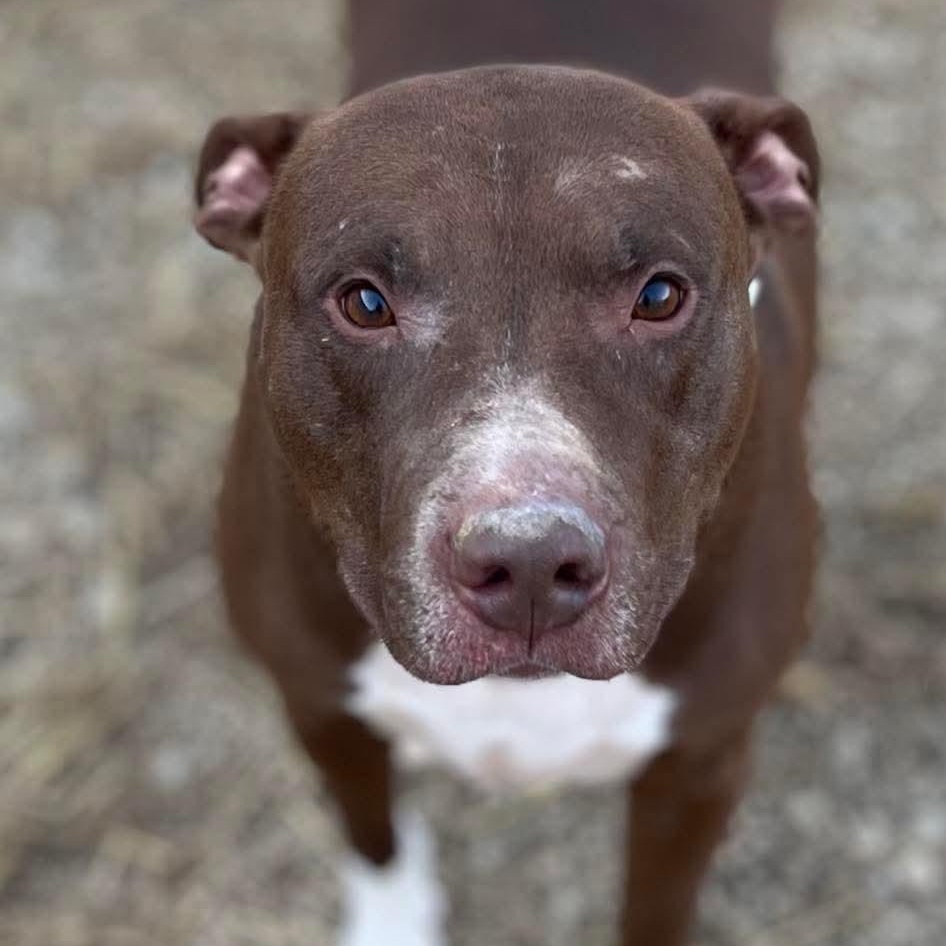 Ayla, an adoptable Mixed Breed in Warren, OH_image-1