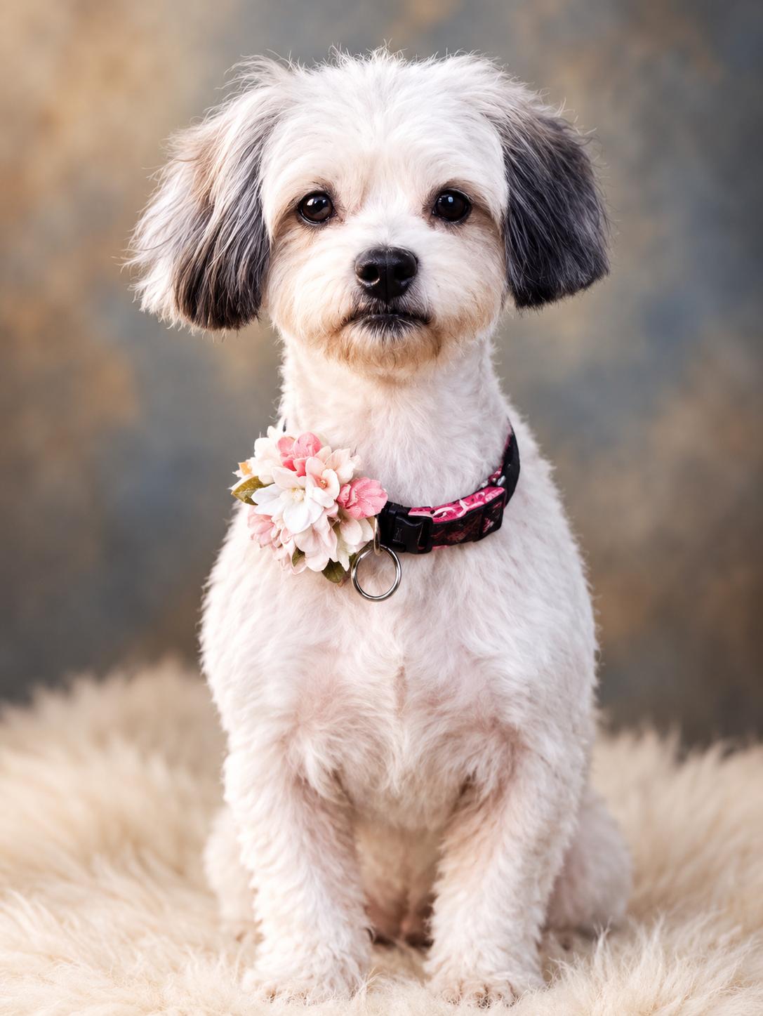Enlarge Bailey, a Adopted mixed breed in Woodlawn, TN image 1/3