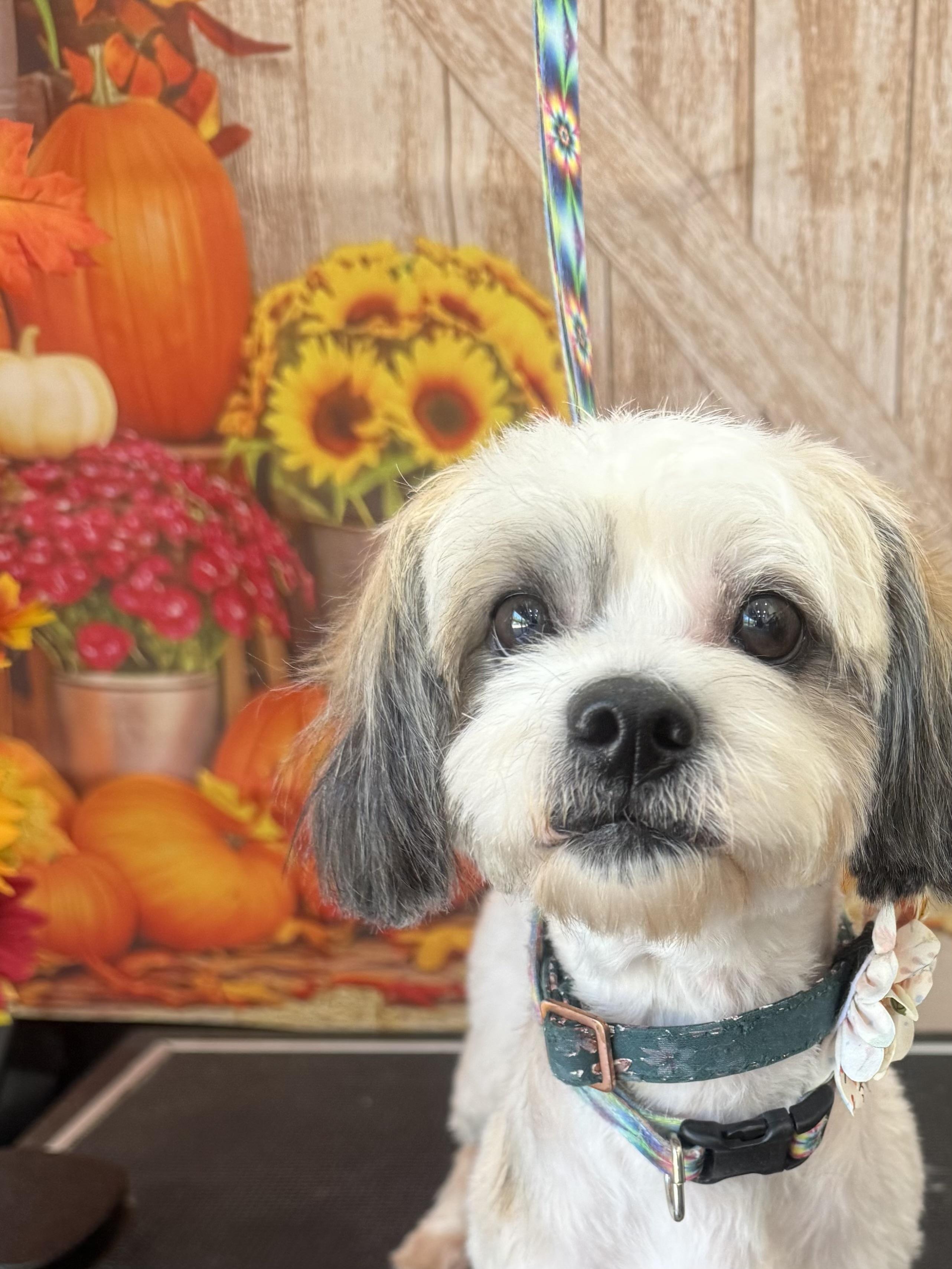 Enlarge Bailey, a Adopted mixed breed in Woodlawn, TN image 2/3