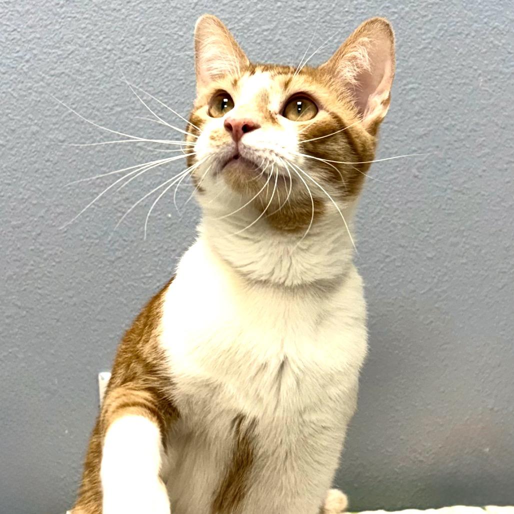 Praline, Adoptable, Adult Male Domestic Short Hair.