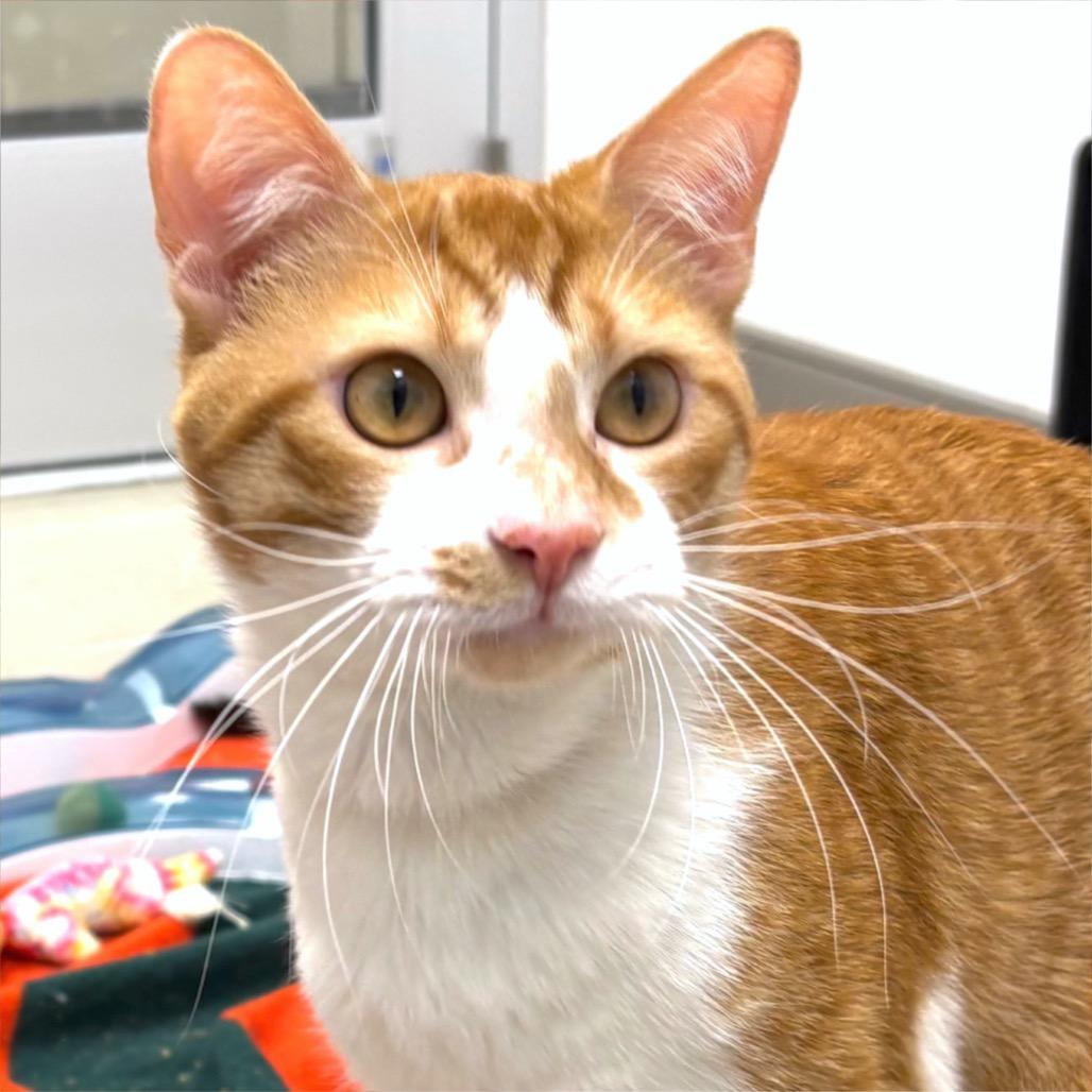 Enlarge Praline, a Adoptable Domestic Short Hair in Sarasota, FL image 2/6