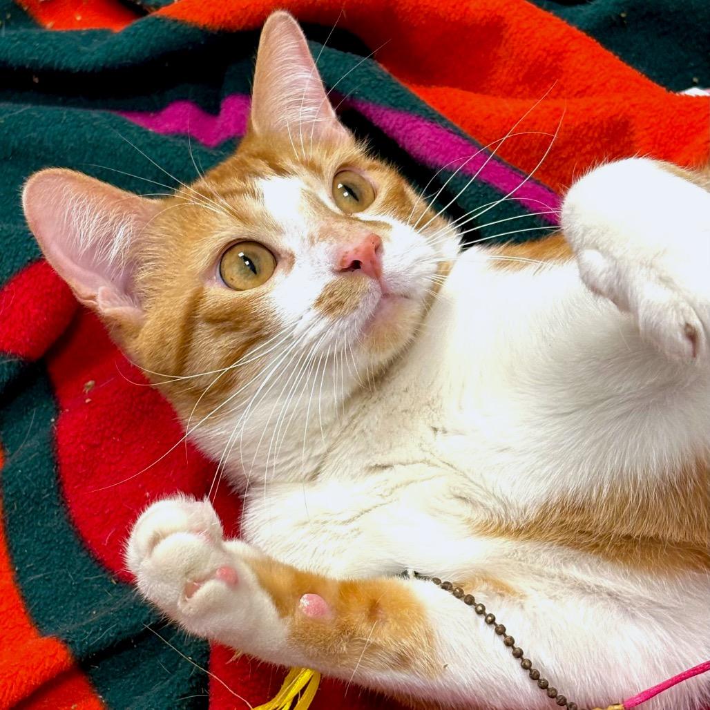 Enlarge Praline, a Adoptable Domestic Short Hair in Sarasota, FL image 3/6