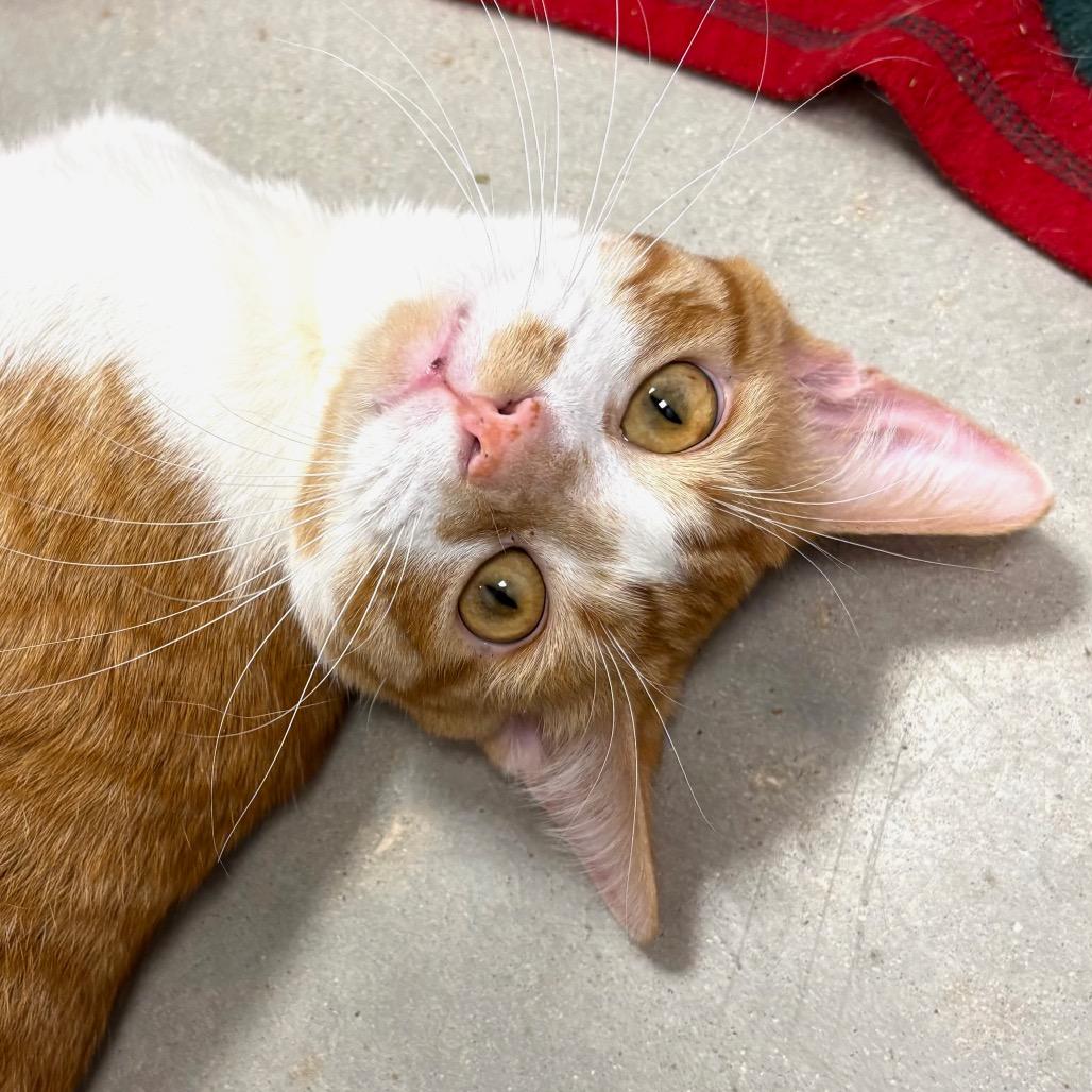 Enlarge Praline, a Adoptable Domestic Short Hair in Sarasota, FL image 4/6