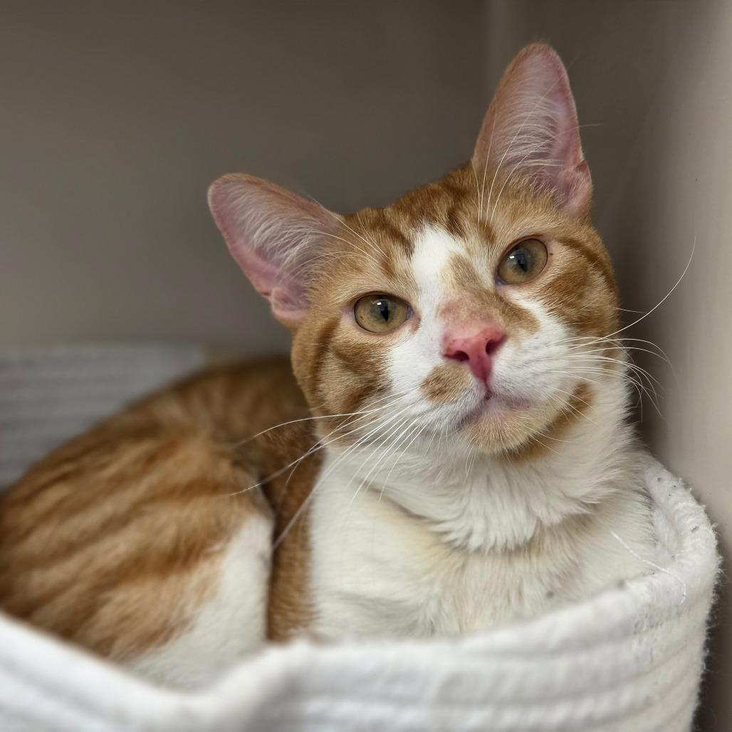Enlarge Praline, a Adoptable Domestic Short Hair in Sarasota, FL image 5/6
