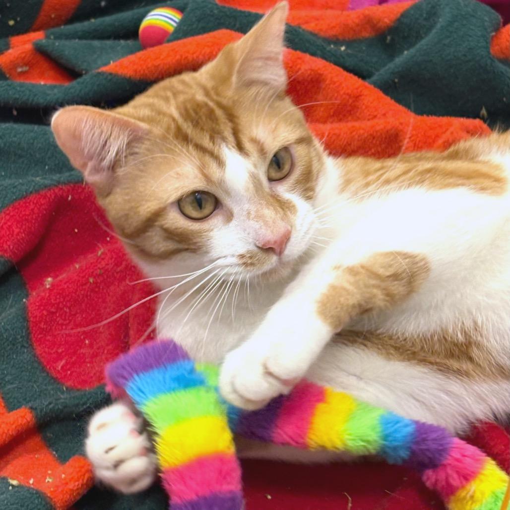 Enlarge Praline, a Adoptable Domestic Short Hair in Sarasota, FL image 6/6