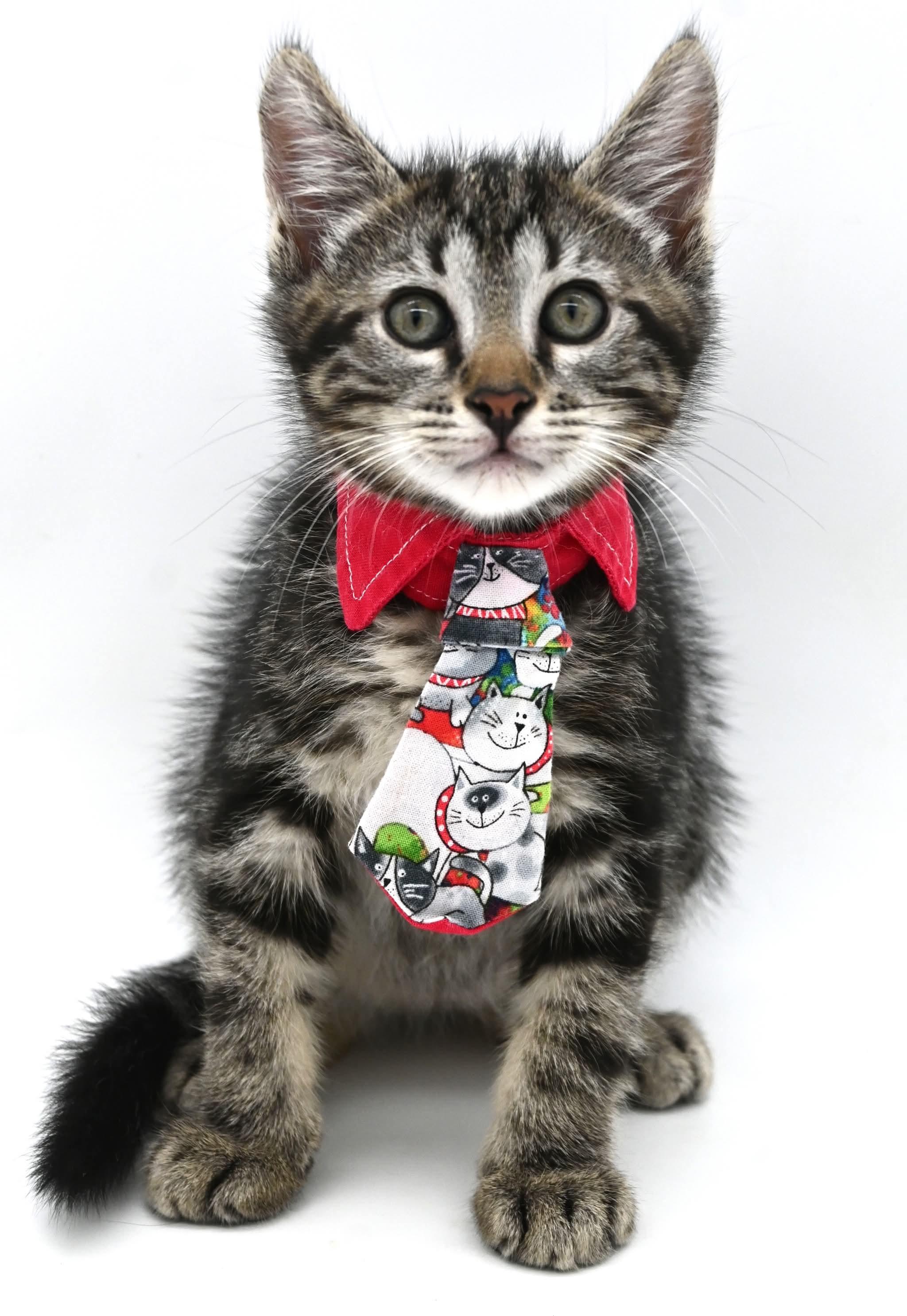 Hershey (As sweet as his name), a Adoptable Tabby in Farmington, CT image 6/6