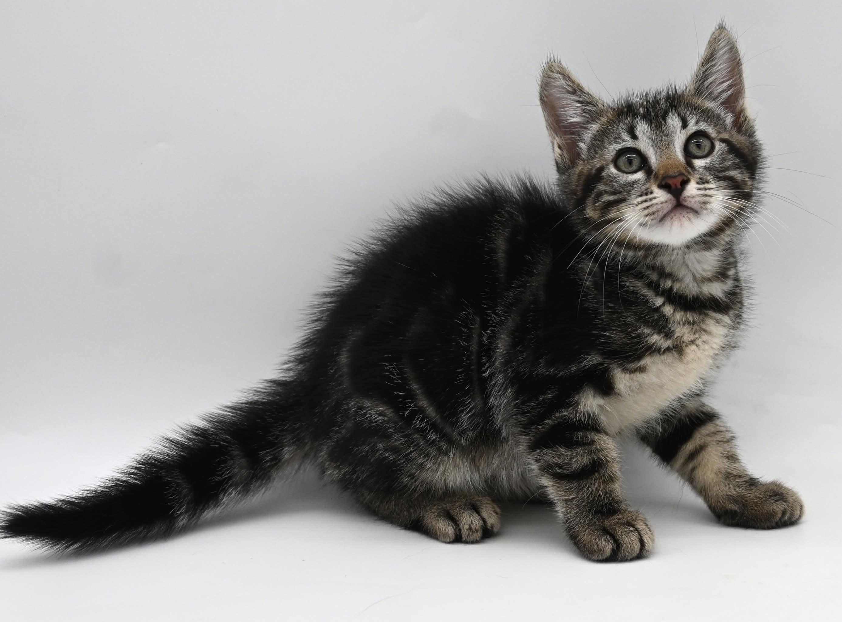 Hershey (As sweet as his name), a Adoptable Tabby in Farmington, CT image 5/6