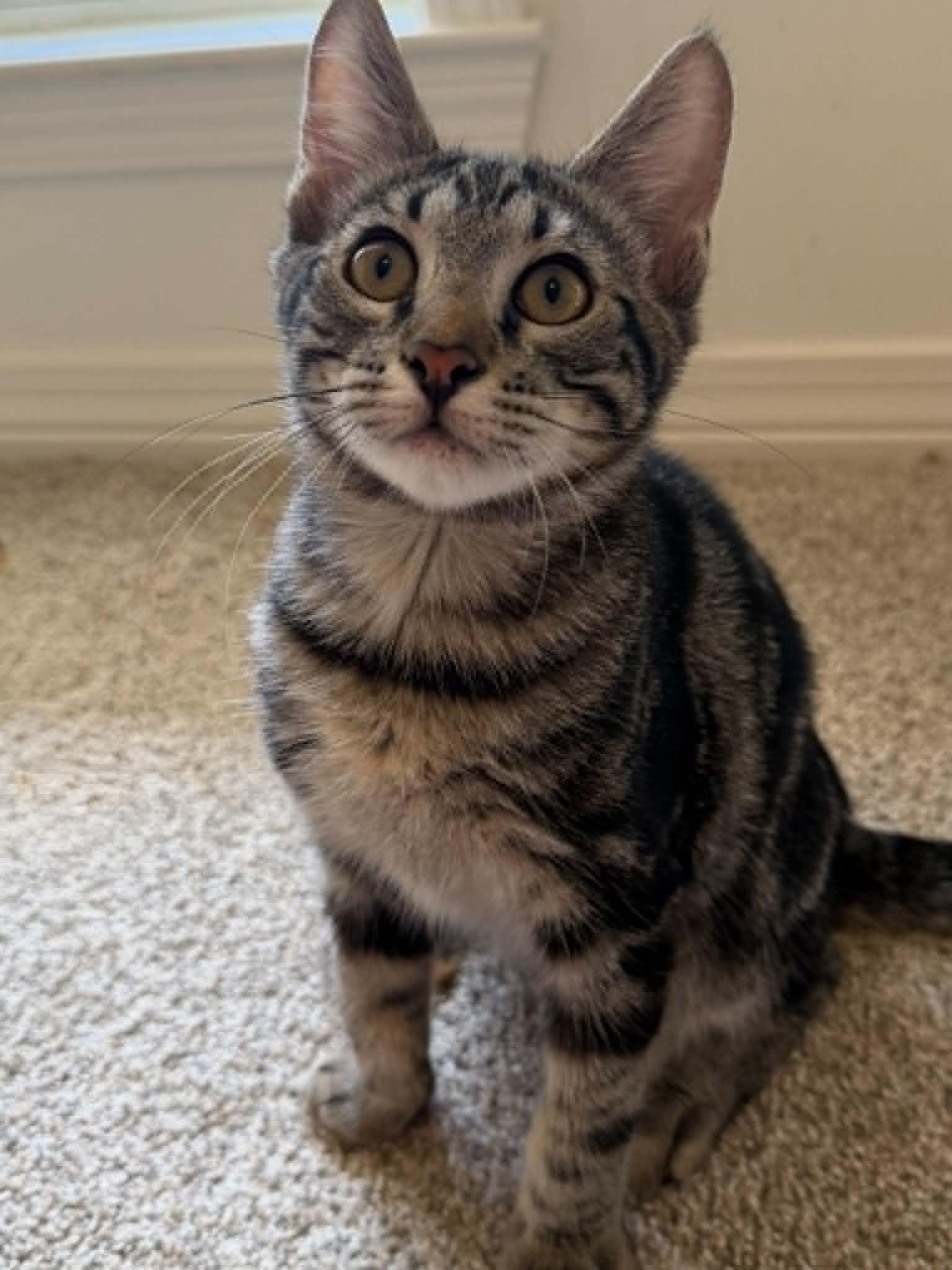 Hershey (As sweet as his name), Adoptable, Kitten Male Tabby.