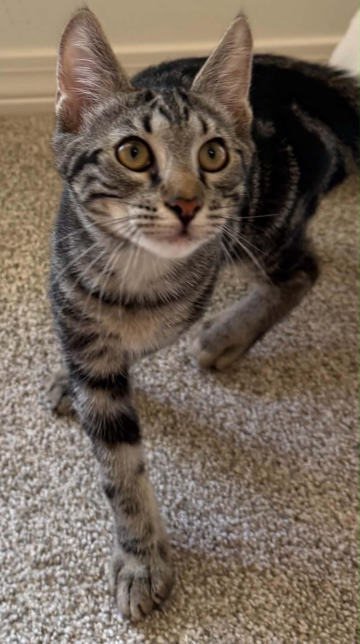 Hershey (As sweet as his name), a Adoptable Tabby in Farmington, CT image 4/6