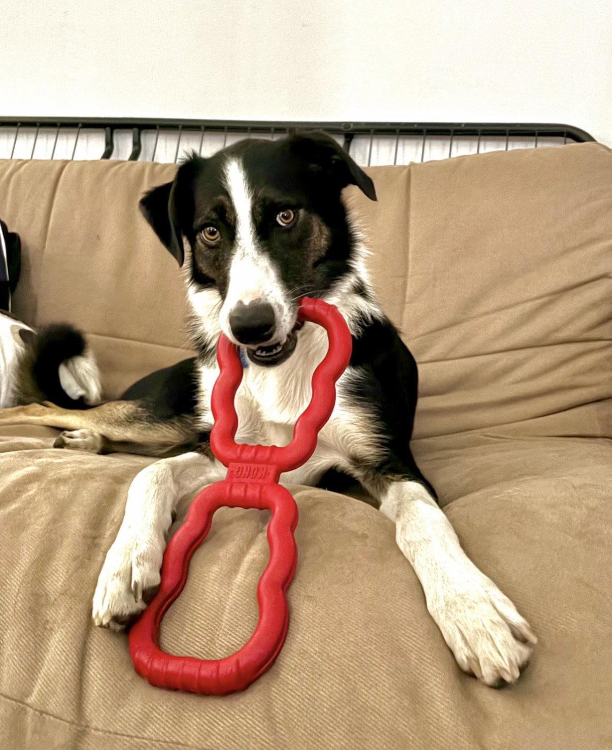 Enlarge Maverick (Courtesy Post), a Adoptable mixed breed in Wichita, KS image 1/3