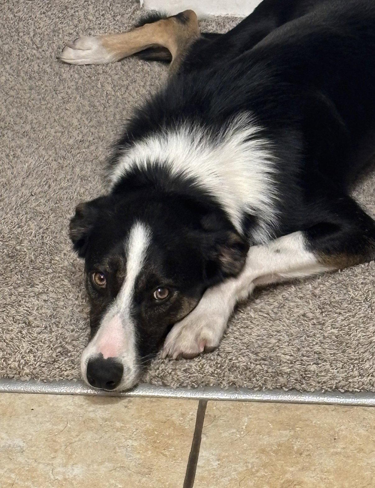 Enlarge Maverick (Courtesy Post), a Adoptable mixed breed in Wichita, KS image 2/3