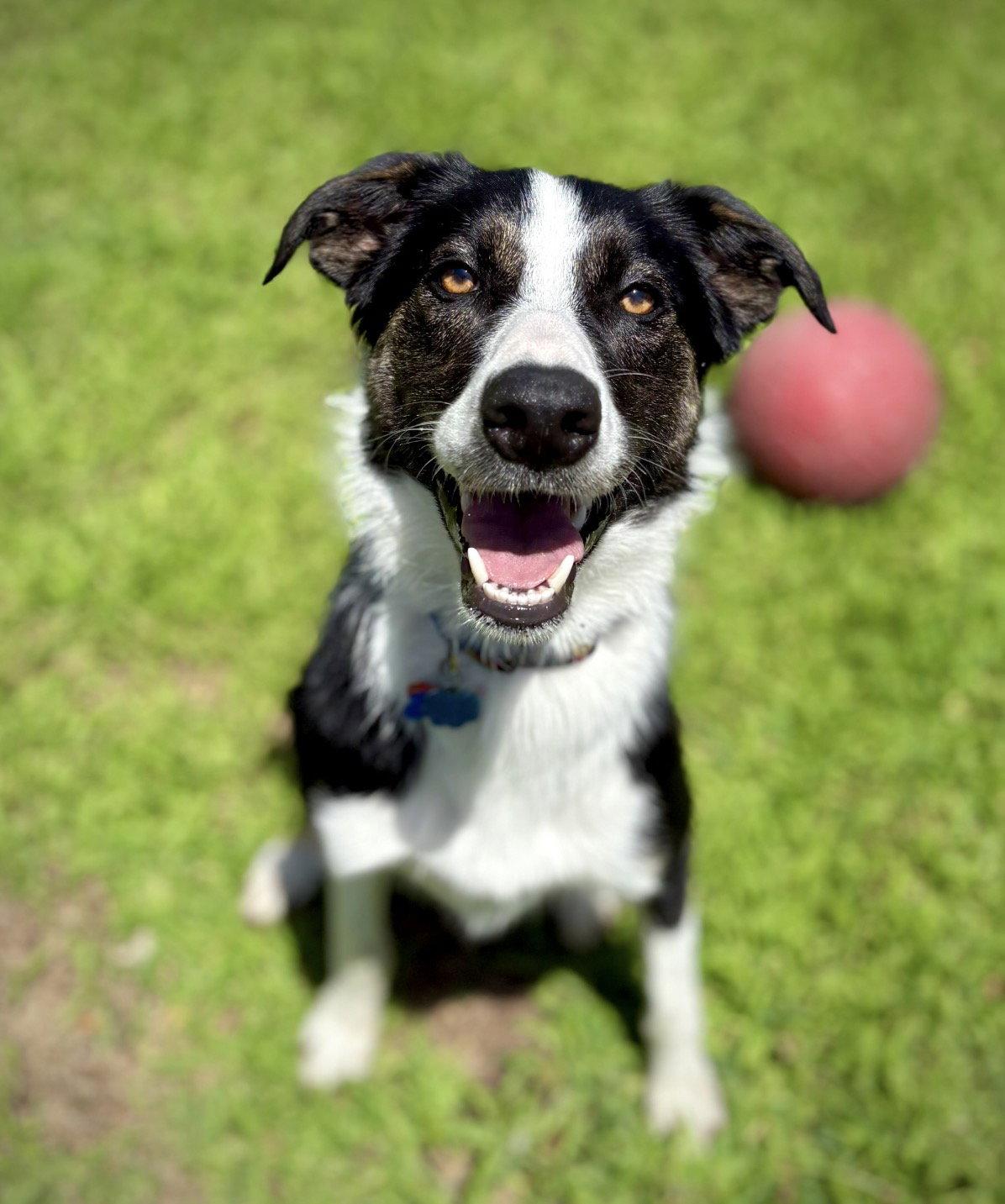 Enlarge Maverick (Courtesy Post), a Adoptable mixed breed in Wichita, KS image 3/3