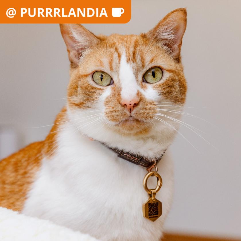 Laverne, Adoptable, Adult Female Domestic Short Hair.
