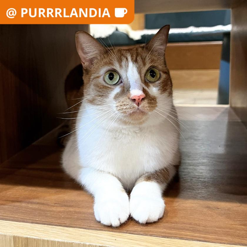 Laverne, Adoptable, Adult Female Domestic Short Hair.