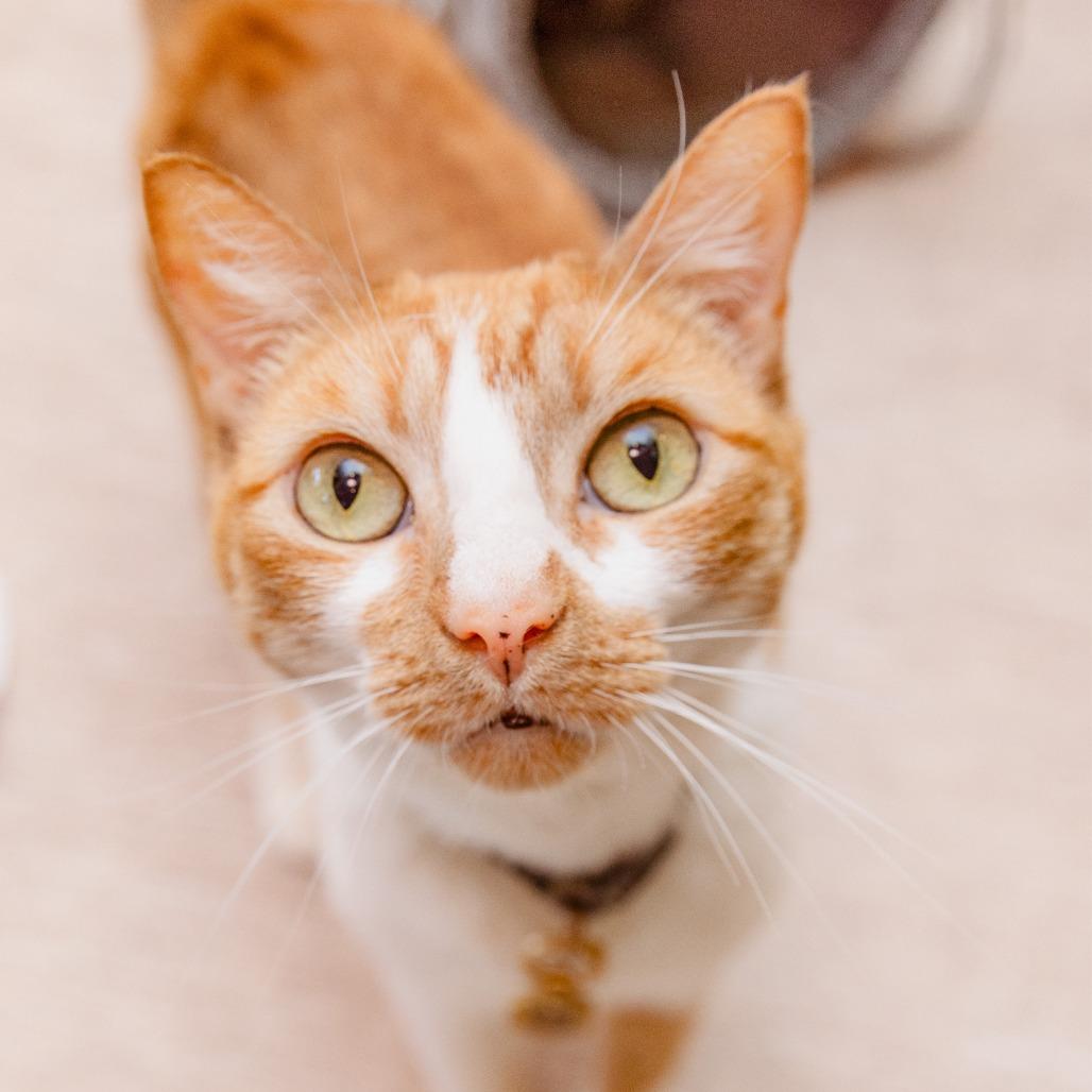 Enlarge Laverne, a Adoptable Domestic Short Hair in Los Angeles, CA image 2/2