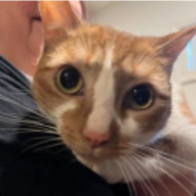 Laverne, a Adoptable Domestic Short Hair in Los Angeles, CA image 2/2