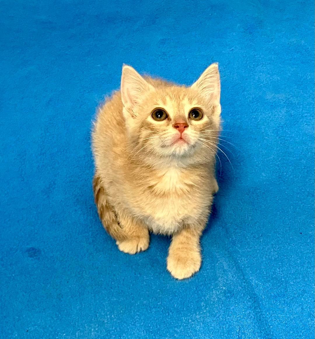 Blondie, a ADOPTABLE Domestic Short Hair in Gastonia, NC image 4/4