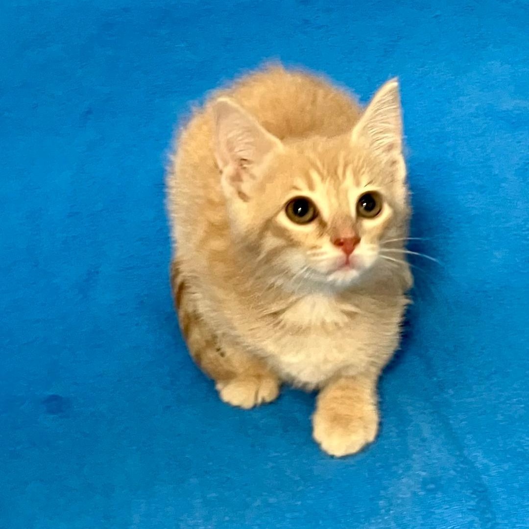 Blondie, a ADOPTABLE Domestic Short Hair in Gastonia, NC image 3/4