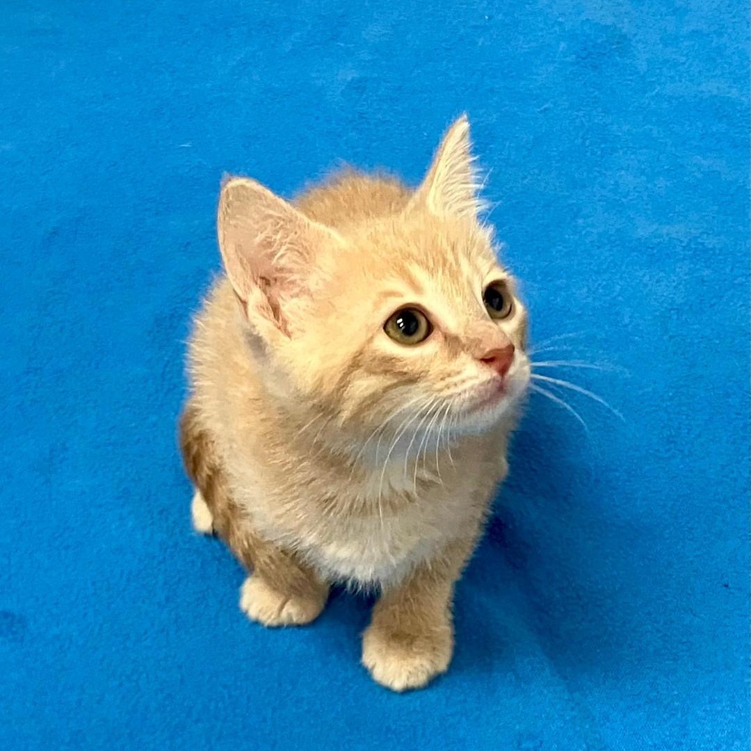 Blondie, a ADOPTABLE Domestic Short Hair in Gastonia, NC image 2/4