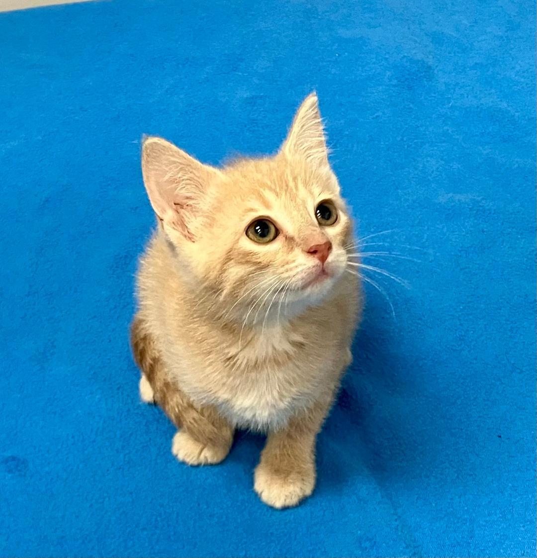 Blondie, a ADOPTABLE Domestic Short Hair in Gastonia, NC image 1/4