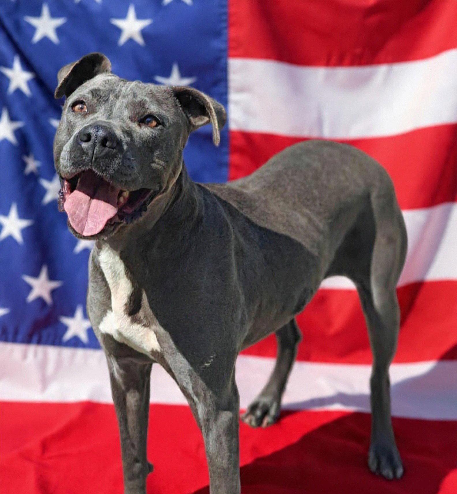 Enlarge Kyra 26/168, a Adoptable Pit Bull Terrier in Talladega, AL image 1/3