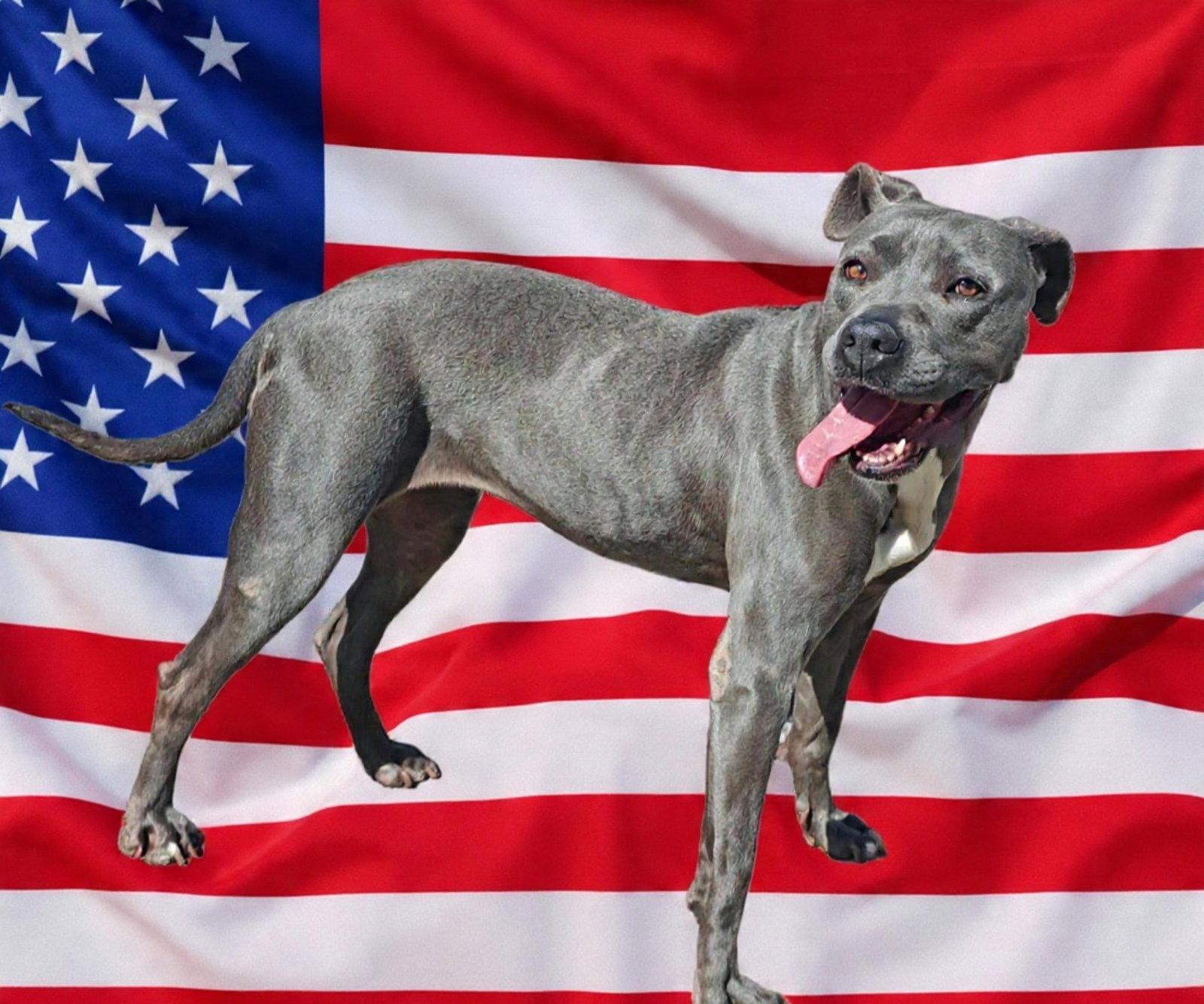 Enlarge Kyra 26/168, a Adoptable Pit Bull Terrier in Talladega, AL image 3/3