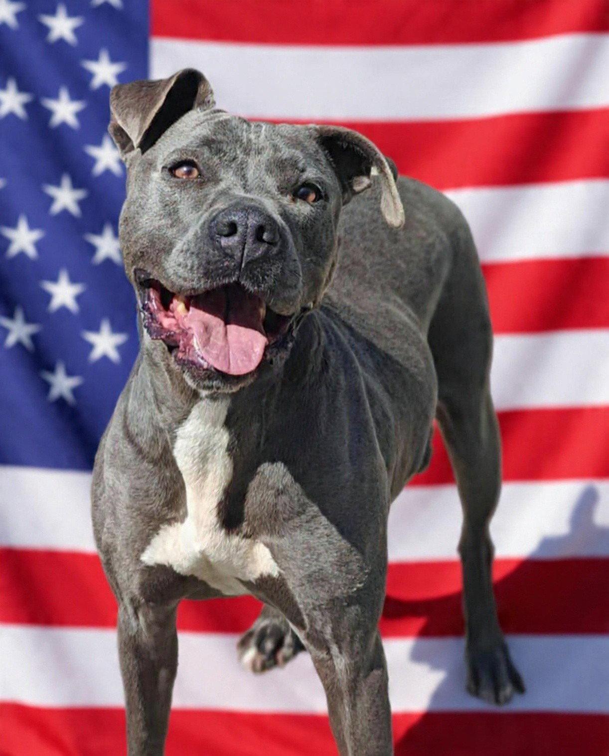 Enlarge Kyra 26/168, a Adoptable Pit Bull Terrier in Talladega, AL image 2/3