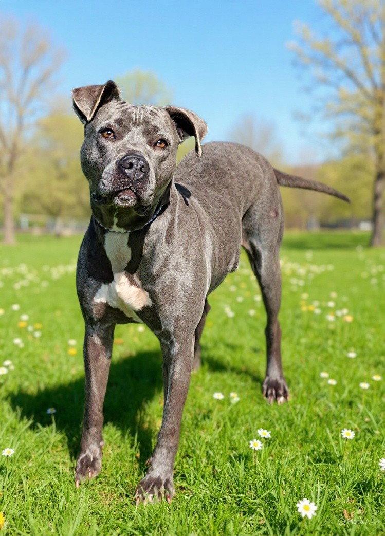 Enlarge Kyra 26/168, a Adoptable Pit Bull Terrier in Talladega, AL image 3/3