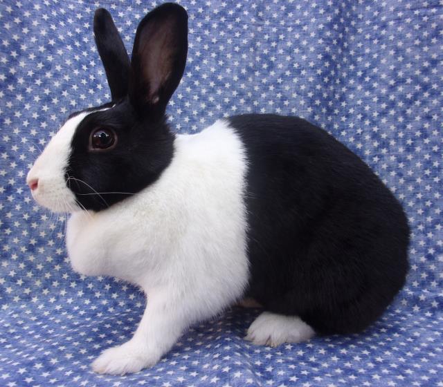 FLORENCE BUNINGALE, Adoptable, Adult Female Dutch.