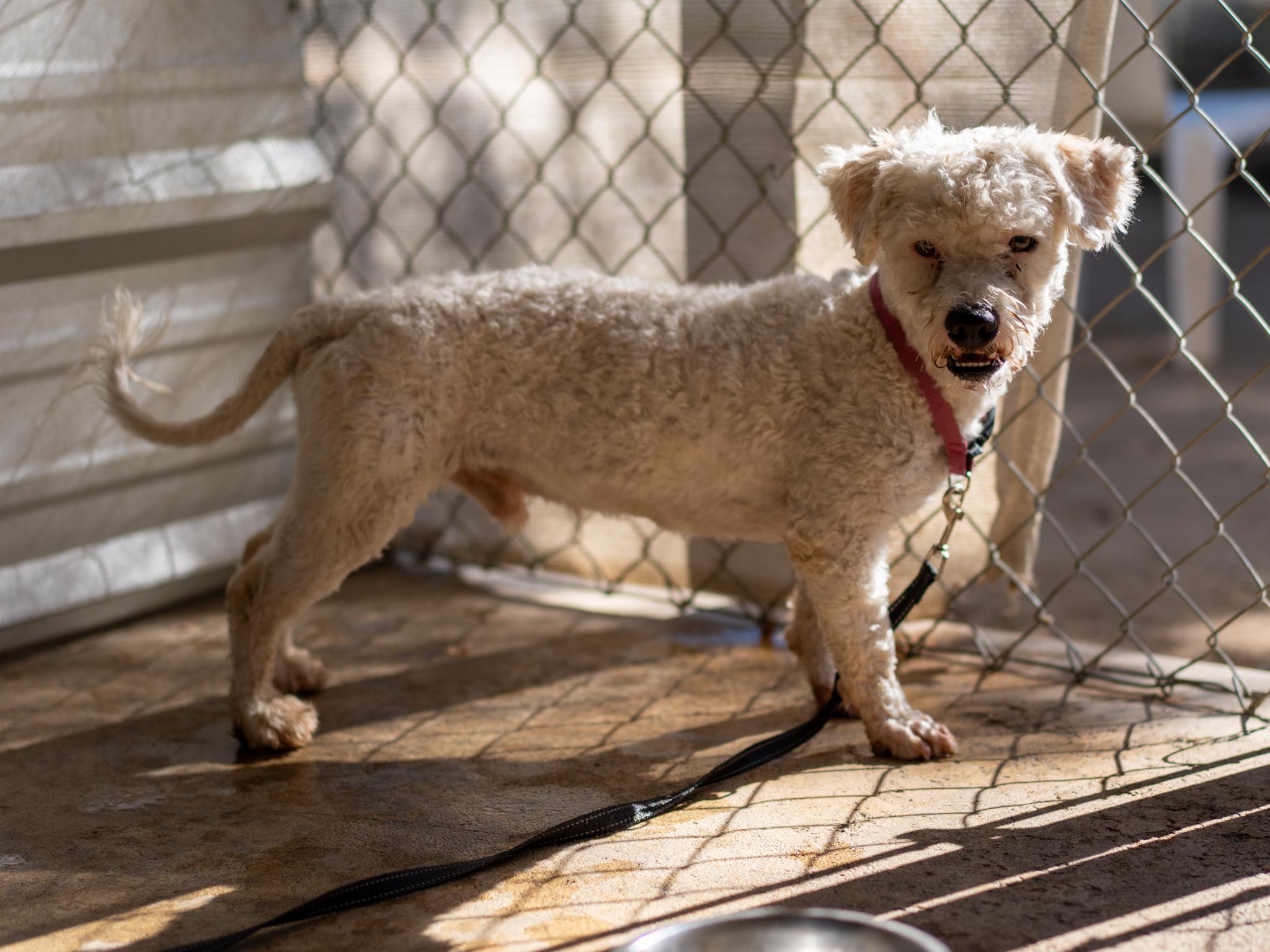 Enlarge DASPER, a Adoptable mixed breed in Fresno, CA image 1/5