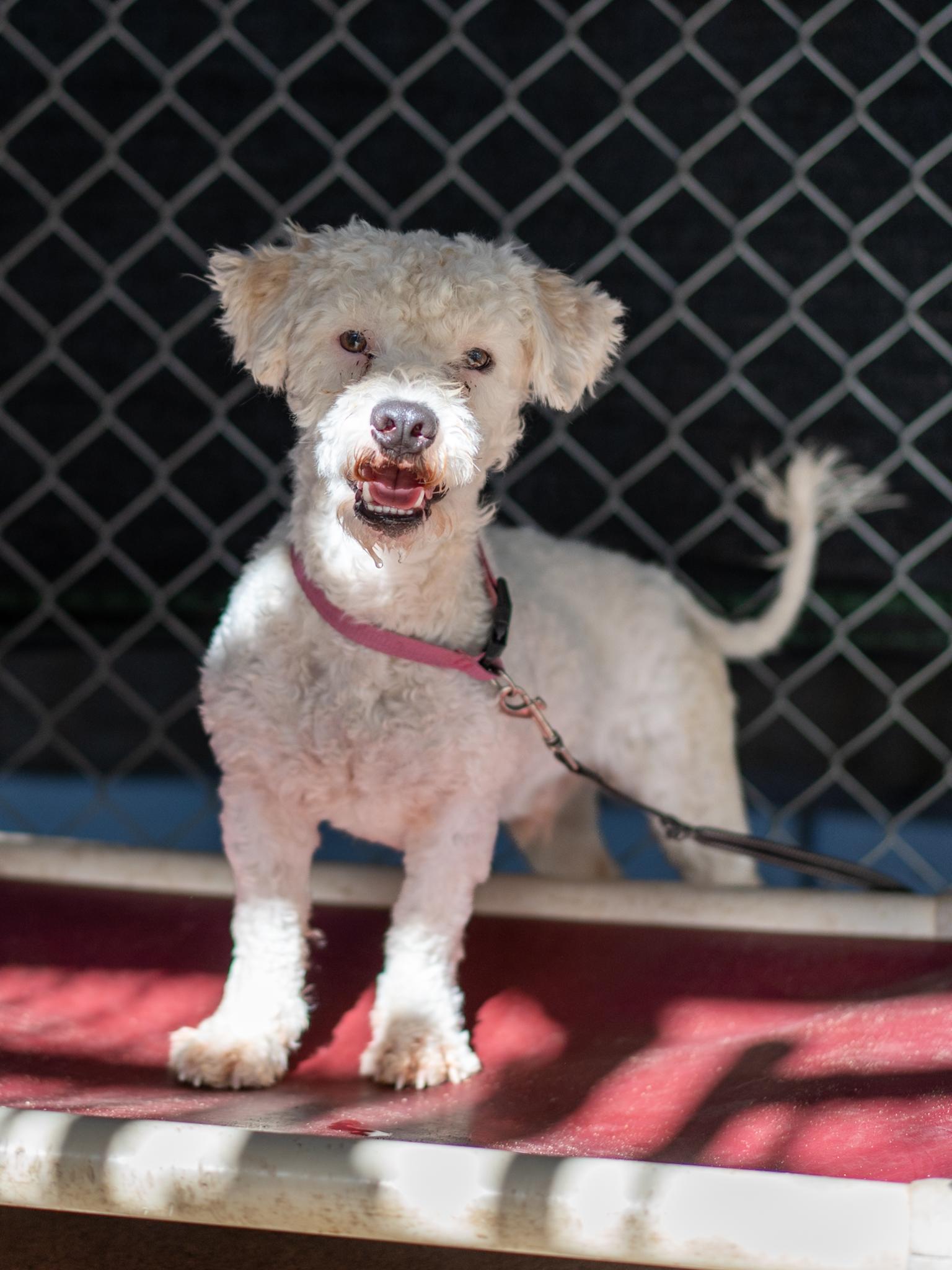 Enlarge DASPER, a Adoptable mixed breed in Fresno, CA image 3/5
