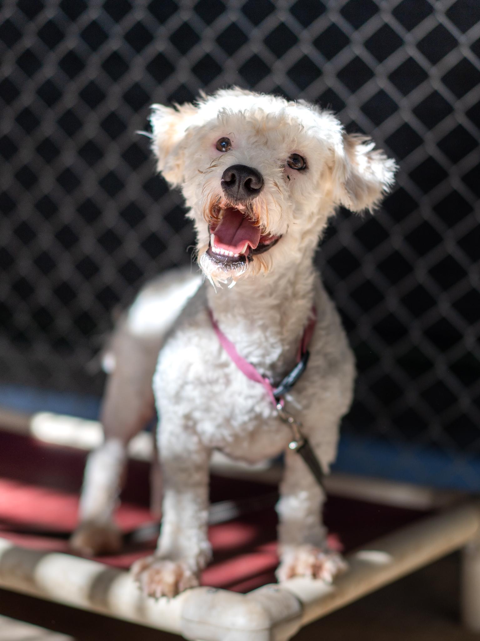 Enlarge DASPER, a Adoptable mixed breed in Fresno, CA image 2/5