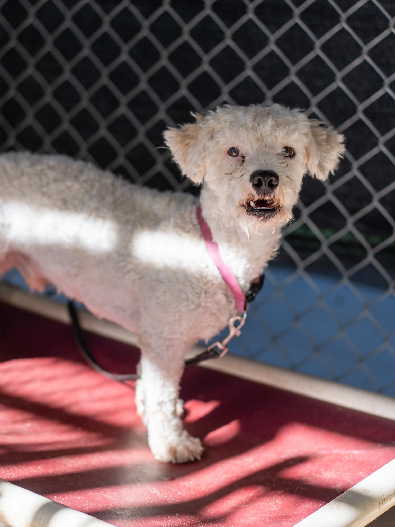 Enlarge DASPER, a Adoptable mixed breed in Fresno, CA image 5/5
