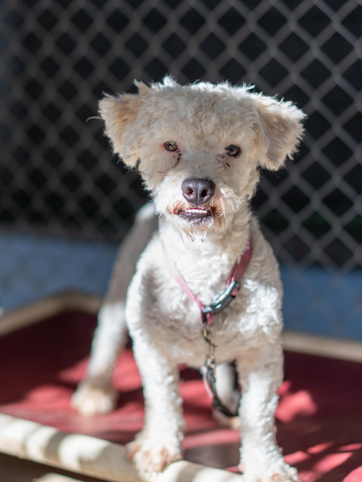 Enlarge DASPER, a Adoptable mixed breed in Fresno, CA image 4/5