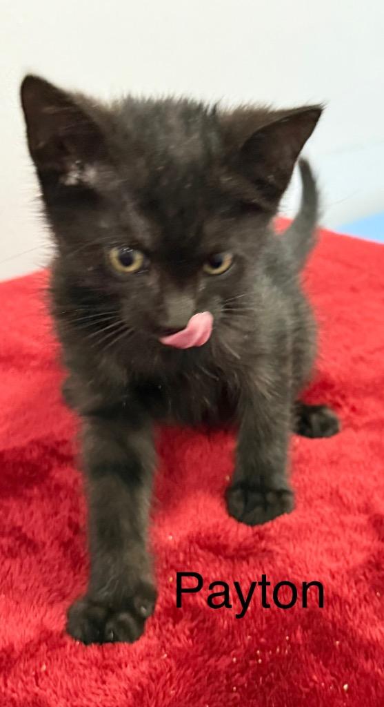 Payton thumbnail 2