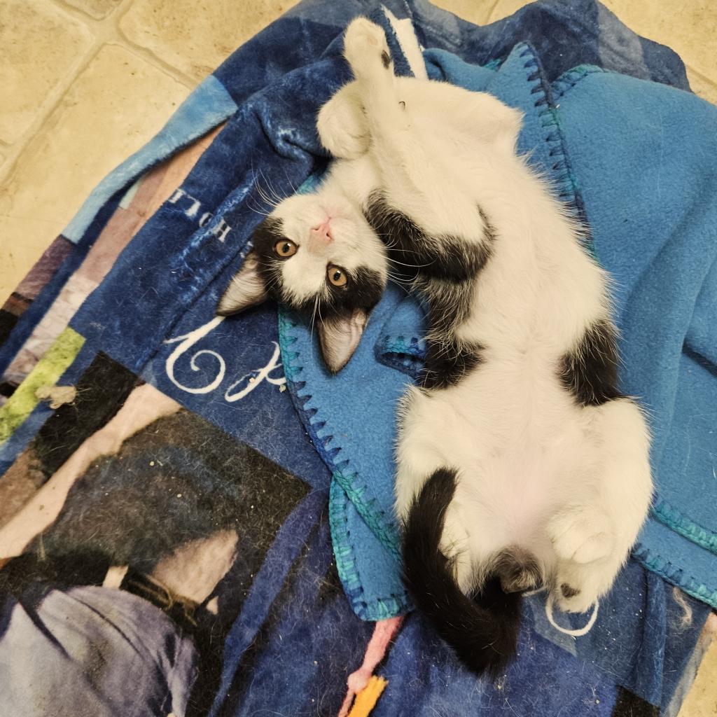 Enlarge Max, a Adoptable Domestic Short Hair in Monroe, LA image 2/2